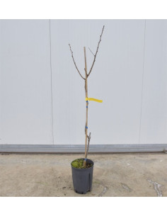 Albero di Pistacchio Maschio in Fitocella 3 Anni | Mondo Piante
