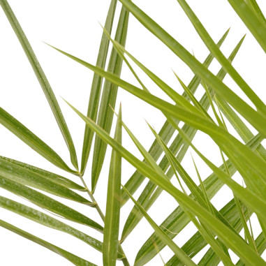 Vendita Pianta Phoenix canariensis 14cm-Palmizi online|Mondo Piante