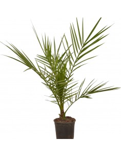 copy of Pianta Westringia...