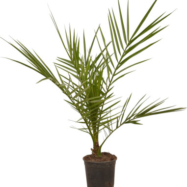 Vendita Pianta Phoenix canariensis 14cm-Palmizi online|Mondo Piante