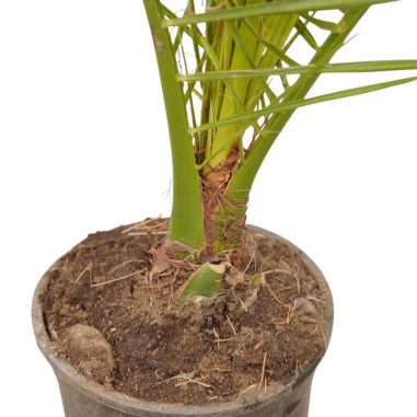 Vendita Pianta Phoenix canariensis 14cm-Palmizi online|Mondo Piante