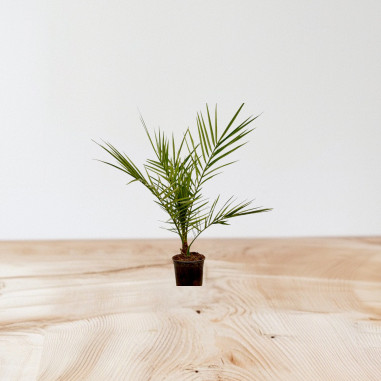 Vendita Pianta Phoenix canariensis 14cm-Palmizi online|Mondo Piante