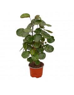 copy of Bonsai Ficus...