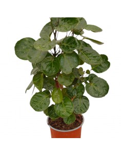 copy of Bonsai Ficus... 2