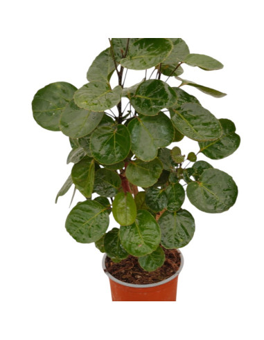 On-line Sale of Bonsai Ficus Ginseng - Bonsai OnLine|Mondo Piante