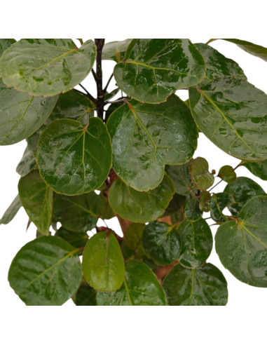 On-line Sale of Bonsai Ficus Ginseng - Bonsai OnLine|Mondo Piante