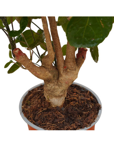 On-line Sale of Bonsai Ficus Ginseng - Bonsai OnLine|Mondo Piante
