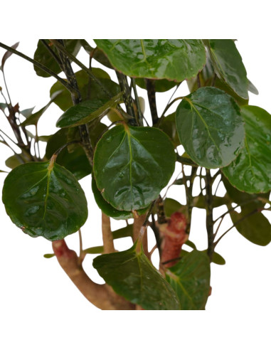 On-line Sale of Bonsai Ficus Ginseng - Bonsai OnLine|Mondo Piante