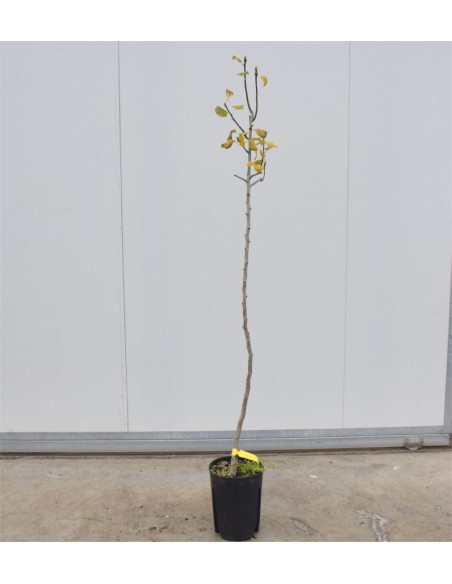 Albero di Pero Conference 3 Anni | Mondo Piante