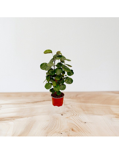 On-line Sale of Bonsai Ficus Ginseng - Bonsai OnLine|Mondo Piante