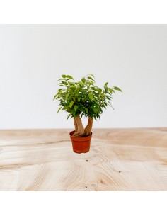 Pianta Ficus benjamina... 2