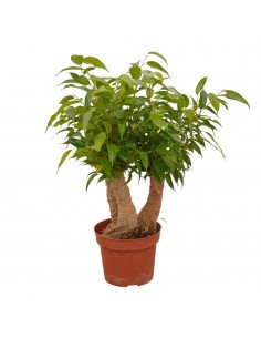 Pianta Ficus benjamina...