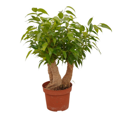 Vendita Pianta Ficus Crazy Tree -Piante da Cespuglio |Mondo Piante