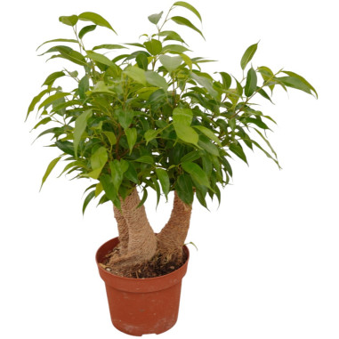 Vendita Pianta Ficus Crazy Tree -Piante da Cespuglio |Mondo Piante