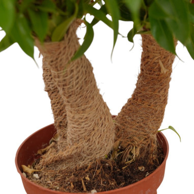 Vendita Pianta Ficus Crazy Tree -Piante da Cespuglio |Mondo Piante