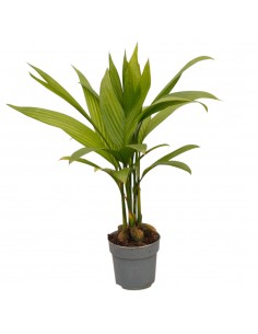 copy of Pianta...