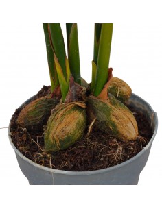 Pianta Areca catechu Vaso 12cm 2
