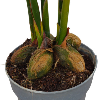 Vendita Pianta Areca catechu-Piante Verdi | Mondo Piante