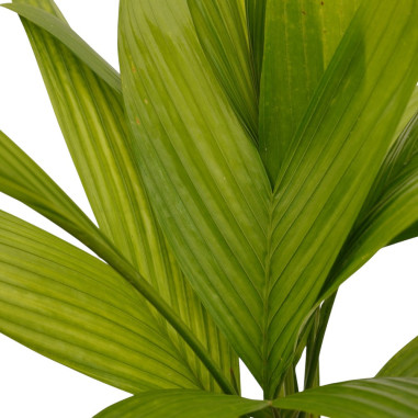 Vendita Pianta Areca catechu-Piante Verdi | Mondo Piante