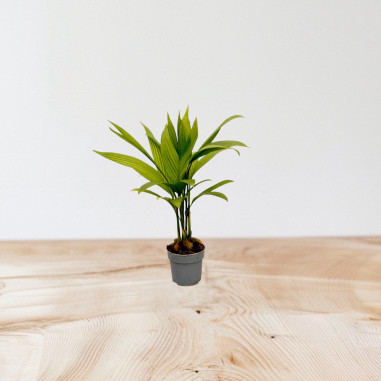 Vendita Pianta Areca catechu-Piante Verdi | Mondo Piante