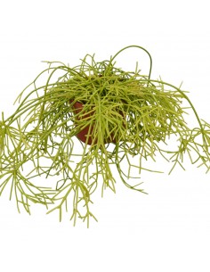 Pianta Rhipsalis Cashero...