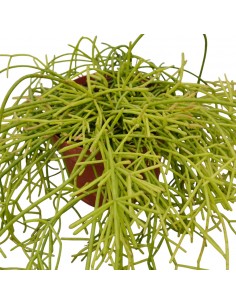 Pianta Rhipsalis Cashero... 2