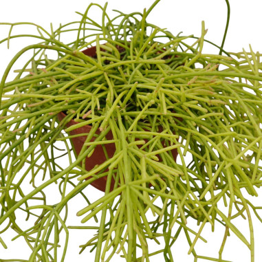 Vendita Pianta Rhipsalis Cashero 12cm-Piante Verdi Online|Mondo Piante