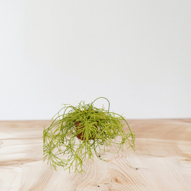 Vendita Pianta Rhipsalis Cashero 12cm-Piante Verdi Online|Mondo Piante