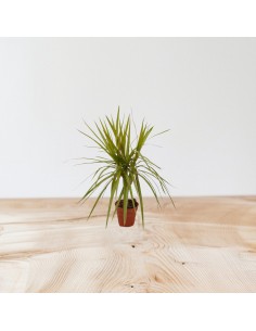 Pianta Dracaena Marginata...