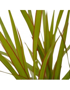 Pianta Dracaena Marginata... 2
