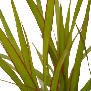 Vendita Pianta Dracaena Marginata Vaso 9cm-Piante Verdi|Mondo Piante