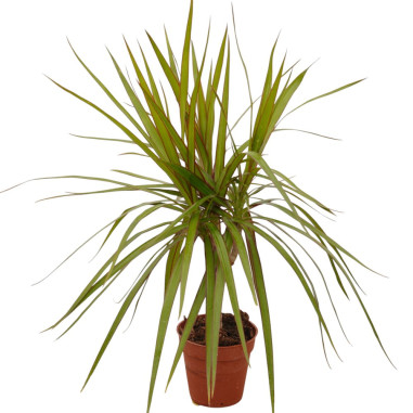 Vendita Pianta Dracaena Marginata Vaso 9cm-Piante Verdi|Mondo Piante