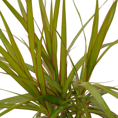 Vendita Pianta Dracaena Marginata Vaso 9cm-Piante Verdi|Mondo Piante