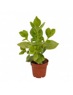 Clusia rosea plant Princess...