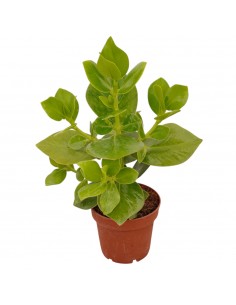 Clusia rosea plant Princess... 2