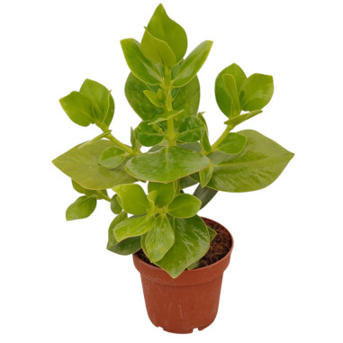 Sale Plant of Clusia rosea Princess-Green Plants | Mondo Piante