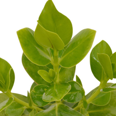 Sale Plant of Clusia rosea Princess-Green Plants | Mondo Piante