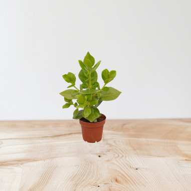 Sale Plant of Clusia rosea Princess-Green Plants | Mondo Piante