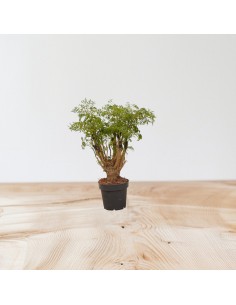 Pianta Polyscias Fruticosa... 2