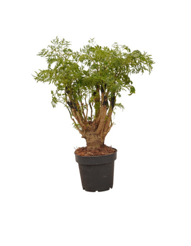On-line Sale of Bonsai Ficus Ginseng - Bonsai OnLine|Mondo Piante