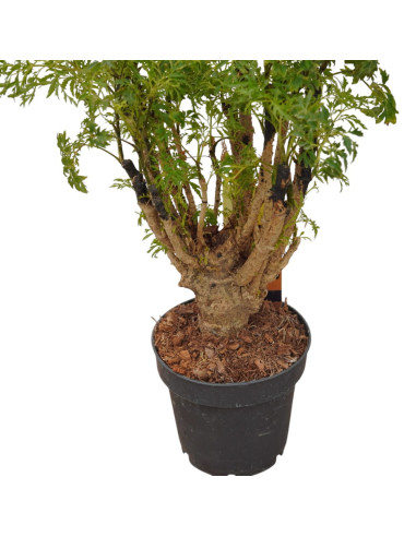 On-line Sale of Bonsai Ficus Ginseng - Bonsai OnLine|Mondo Piante