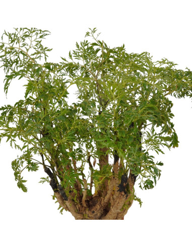 On-line Sale of Bonsai Ficus Ginseng - Bonsai OnLine|Mondo Piante
