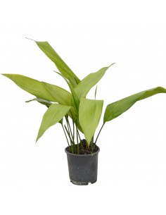 Pianta Aspidistra elatior...