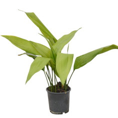 Vendita Pianta Aspidistra elatior-Piante Verdi | Mondo Piante