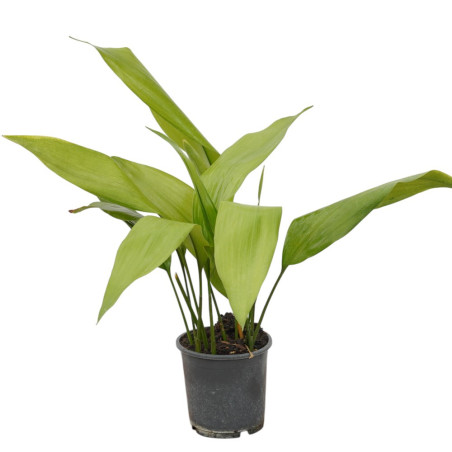 Vendita Pianta Aspidistra elatior-Piante Verdi | Mondo Piante