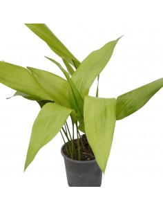 Pianta Aspidistra elatior... 2