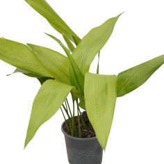 Vendita Pianta Aspidistra elatior-Piante Verdi | Mondo Piante 2