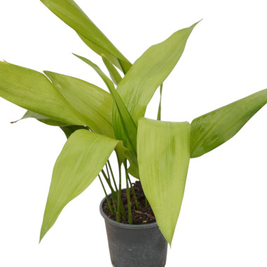 Vendita Pianta Aspidistra elatior-Piante Verdi | Mondo Piante