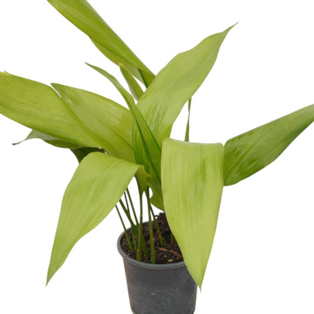 Vendita Pianta Aspidistra elatior-Piante Verdi | Mondo Piante