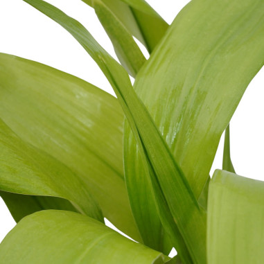 Vendita Pianta Aspidistra elatior-Piante Verdi | Mondo Piante